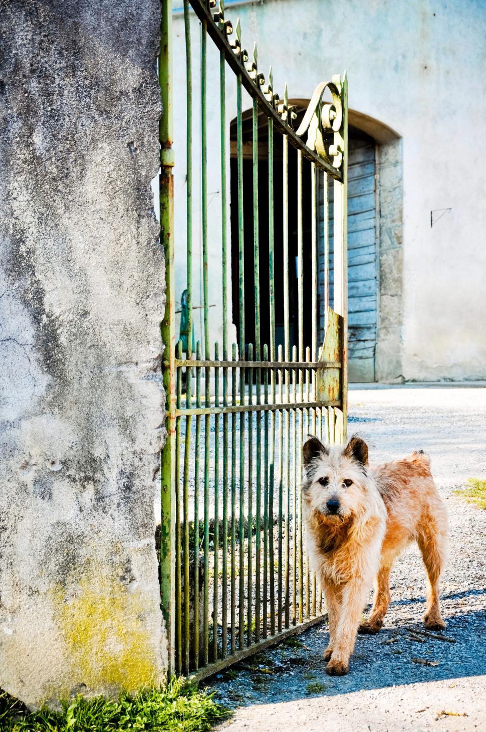 Free Image of stray dog waiting at the gate 