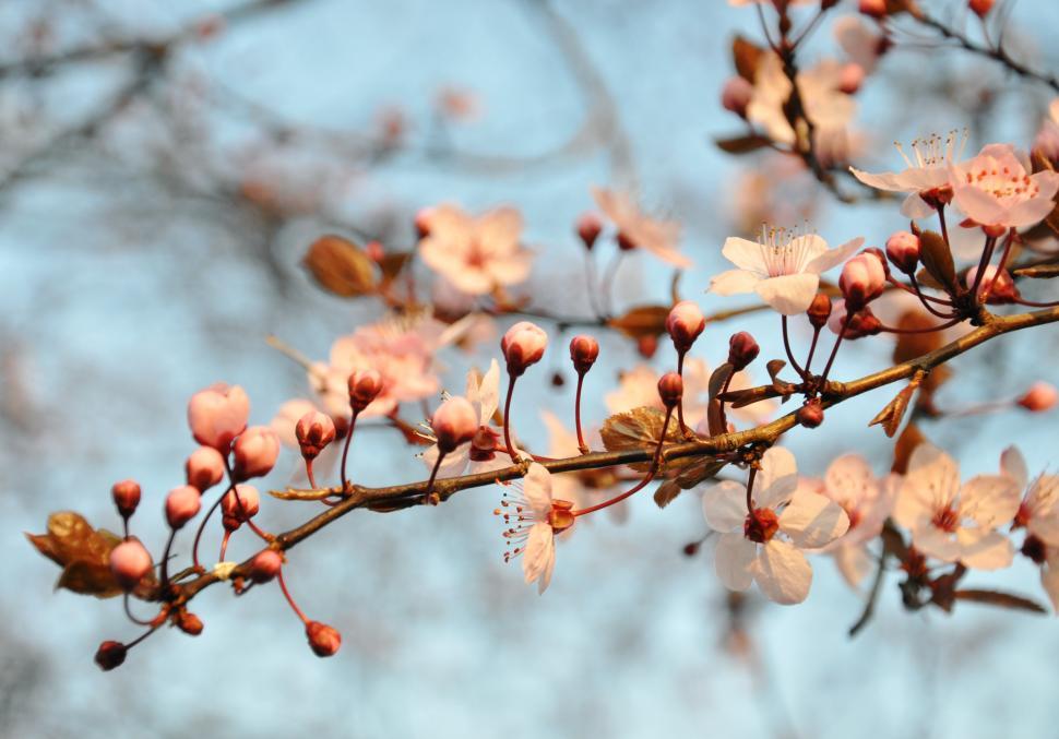 Free Image of Cherry blossom 