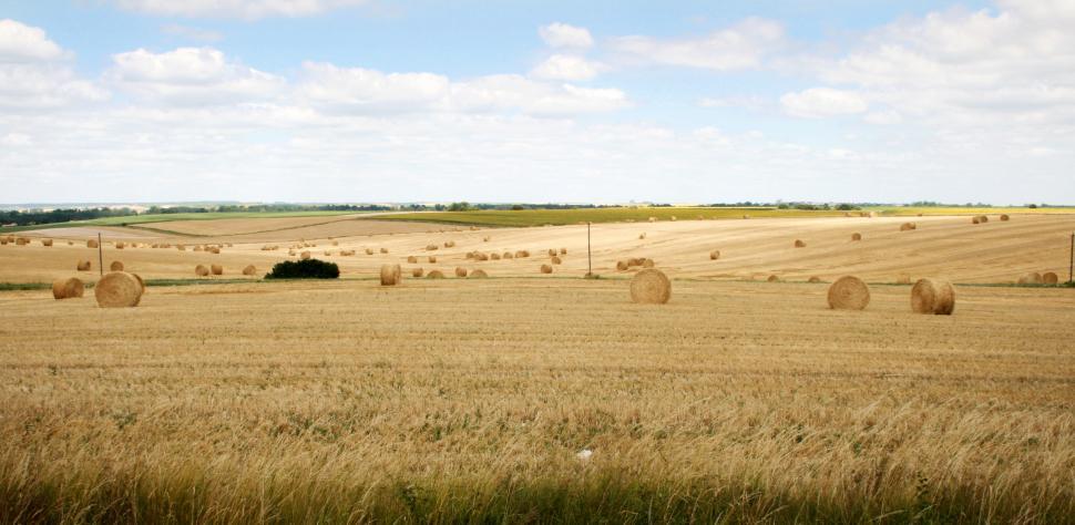 Free Image of Wheat field landscape 