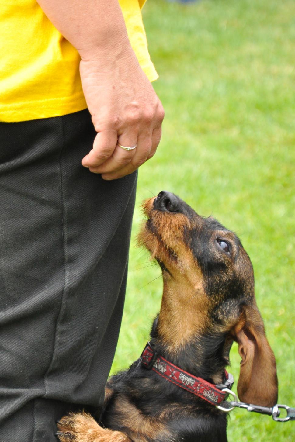 Free Image of dog training 