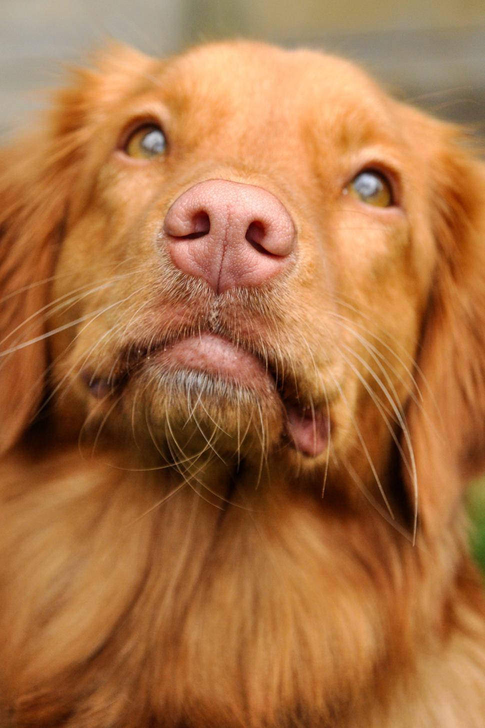 Free Image of Nova Scotia Duck Tolling Retriever 