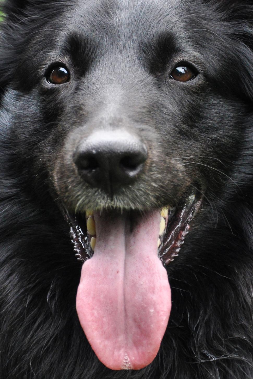 Free Image of Dog face 