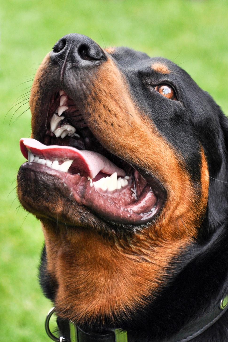 Free Image of Rottweiler dog in park 