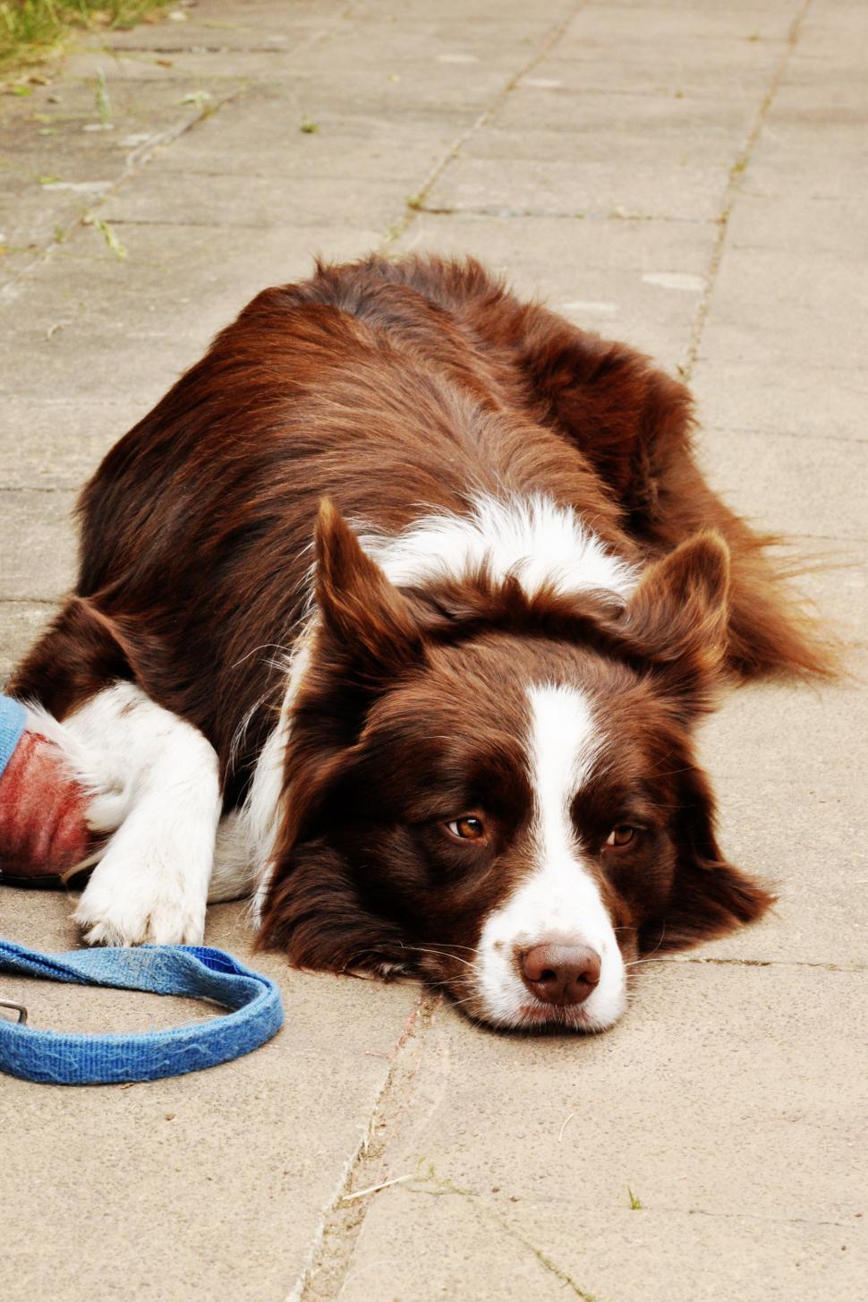 Free Image of Border collie dog 