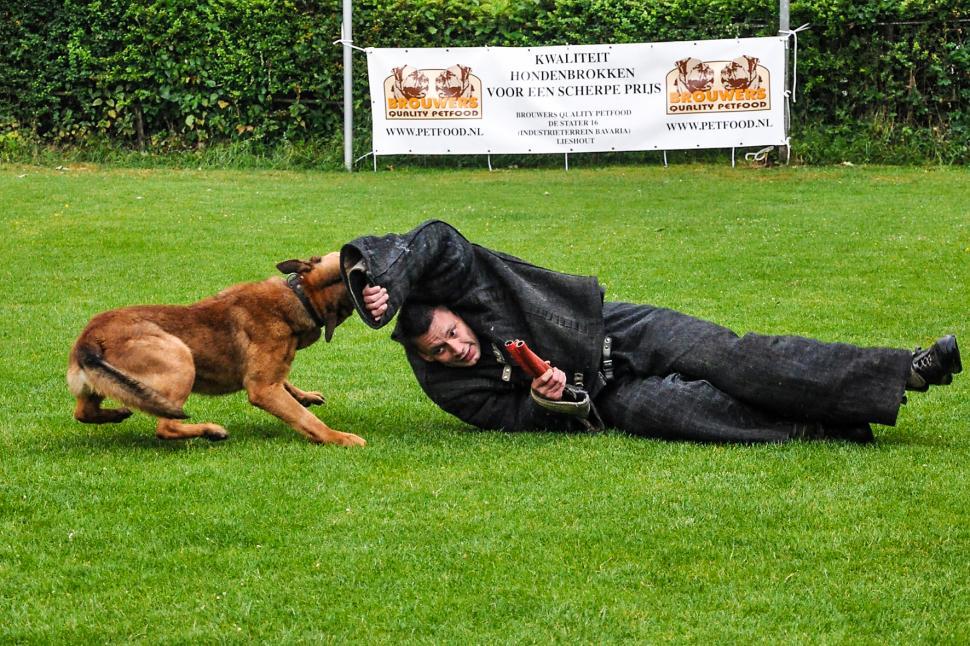 Free Image of dog training german shepherd 