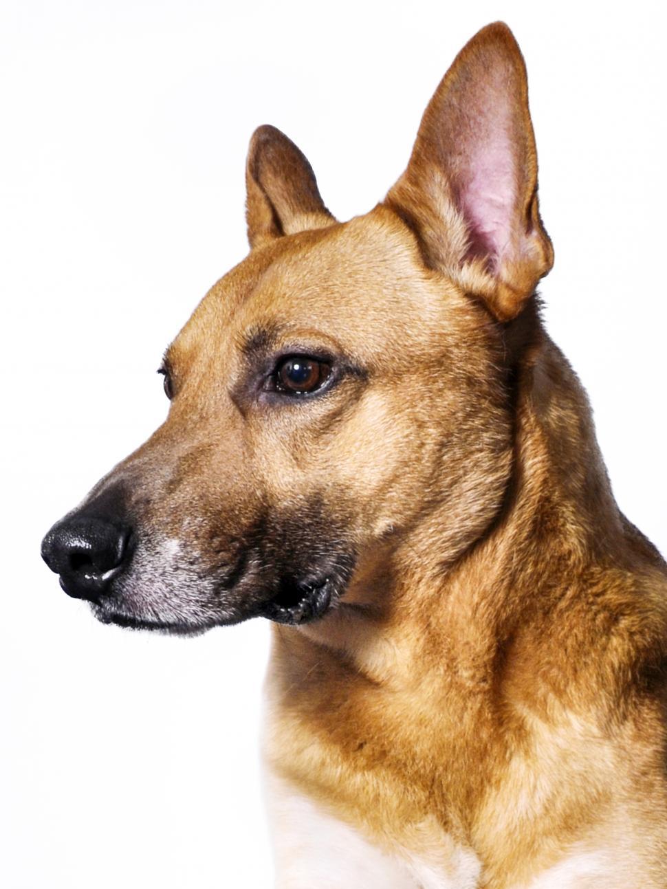 Free Image of Cute Mutt dog 