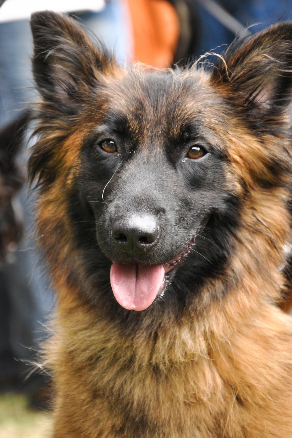 Free Image of Beautiful german shepherd 
