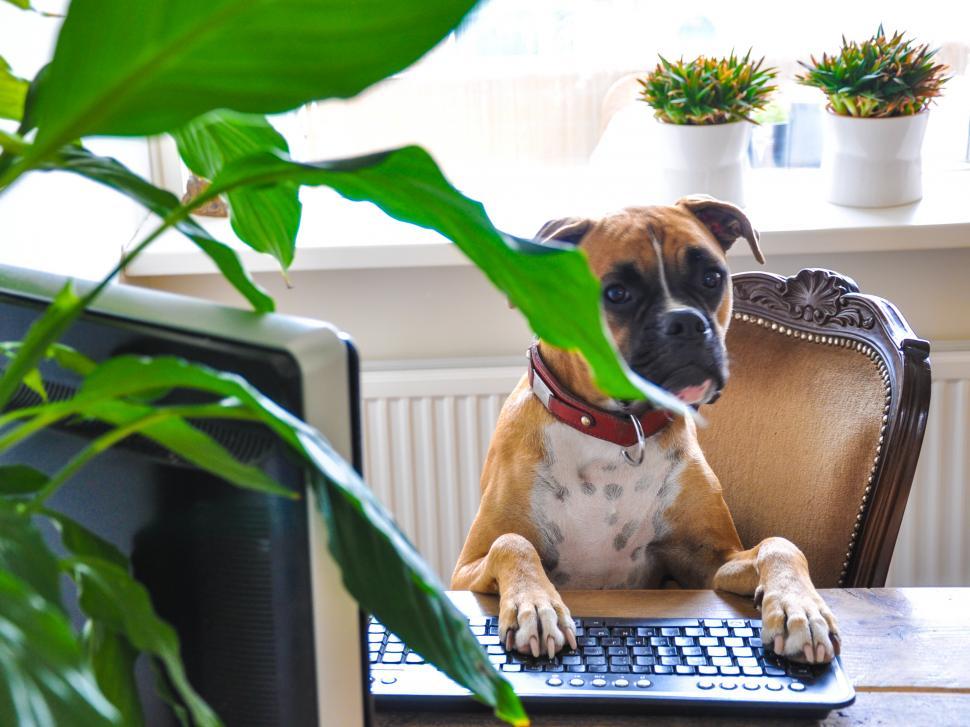 Free Image of dog behind computer 