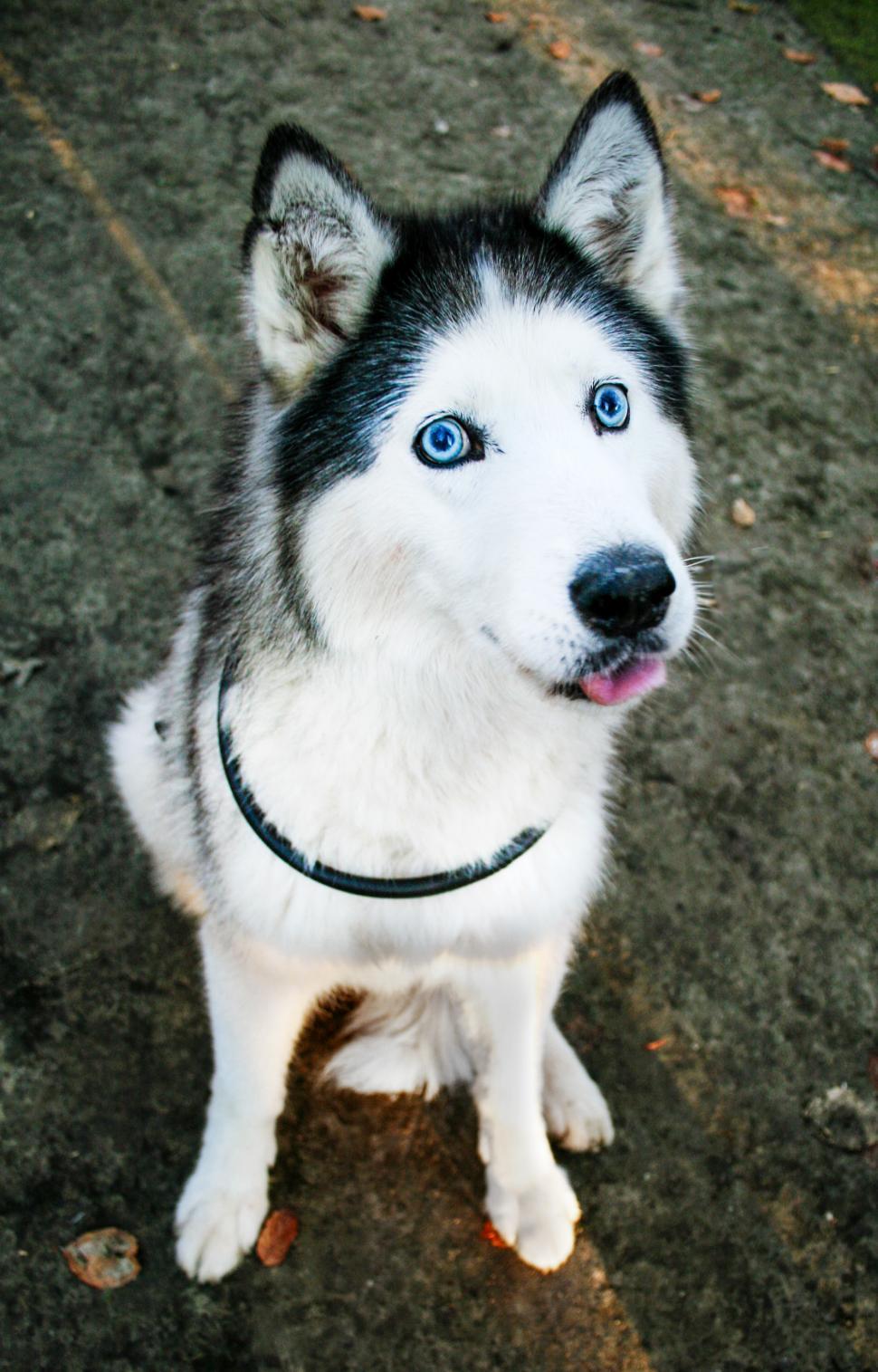Free Image of Portrait of Siberian Husky 