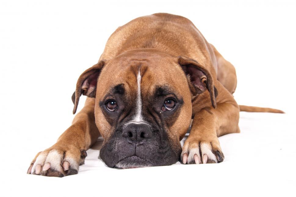 Free Image of boxer dog lying down 