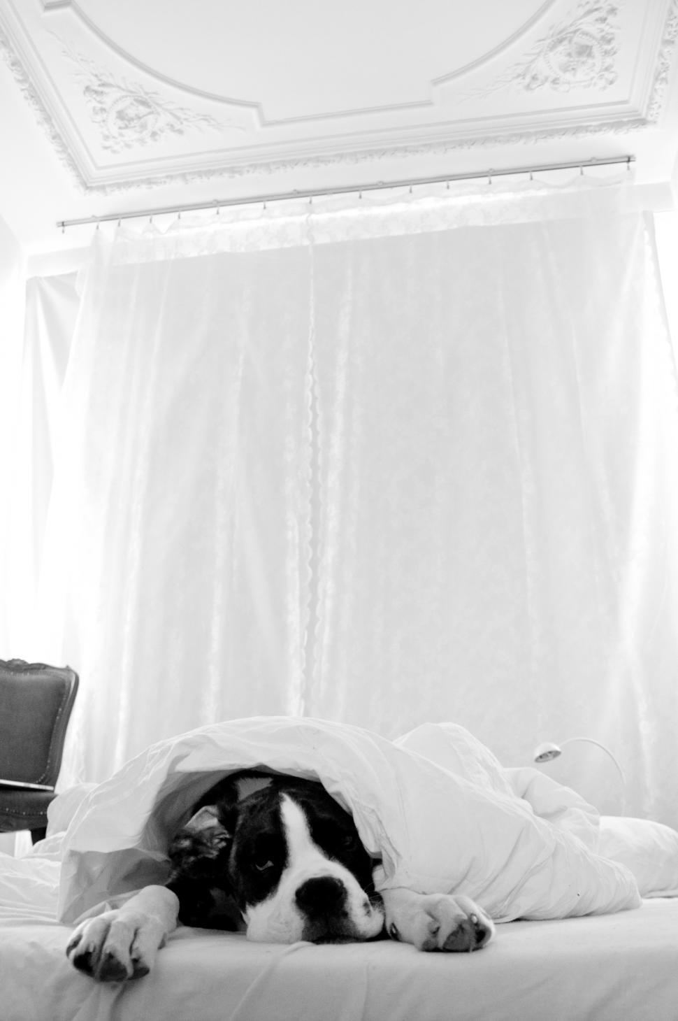 Free Image of boxer sleeping in bed 