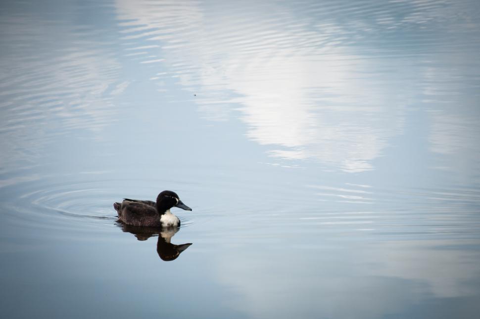 Free Image of Duck 