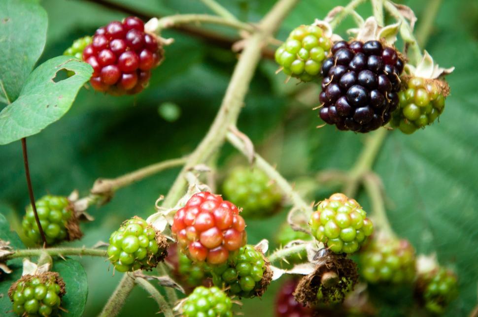 Free Image of berries the wild 