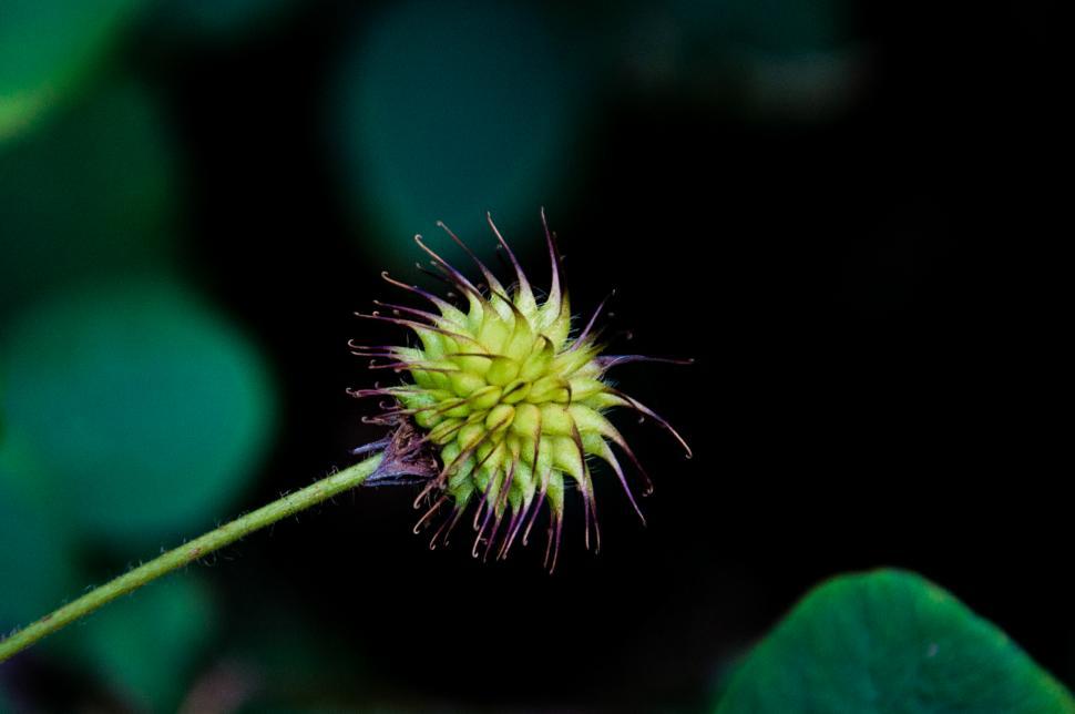Free Image of Strange plant 