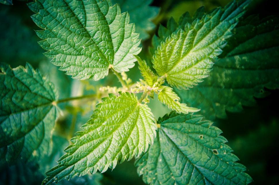 Free Image of poison ivy Leaves 