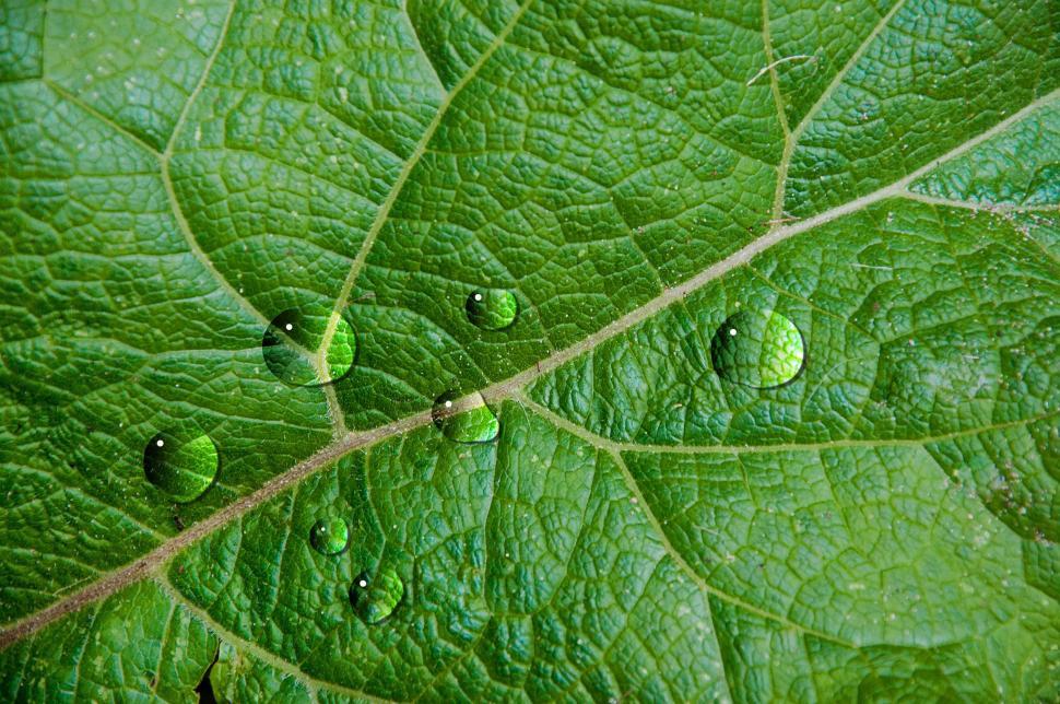 Free Image of Waterdrops on leaf 