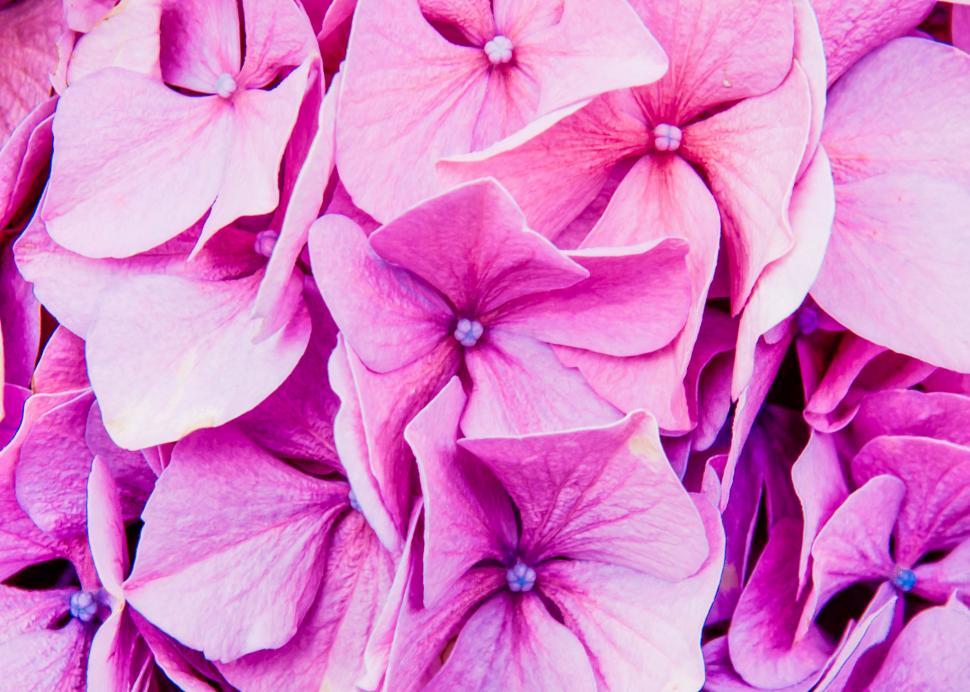 Free Image of purple flowers 