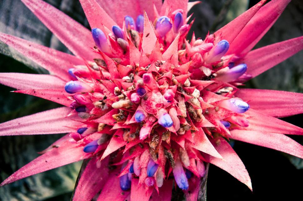 Free Image of Pink flower 