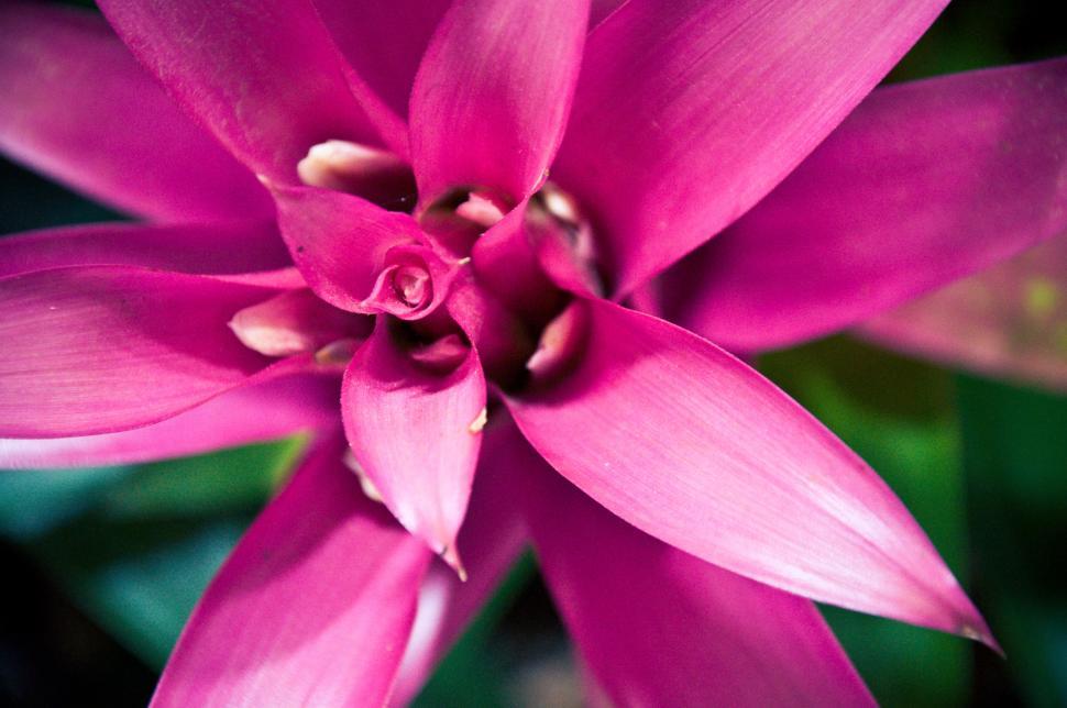 Free Image of Pink flower 