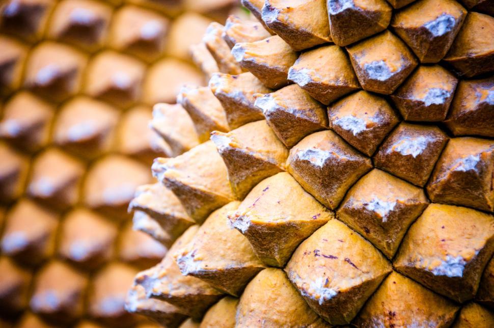 Free Image of Close Up of a Pineapple Fruit 