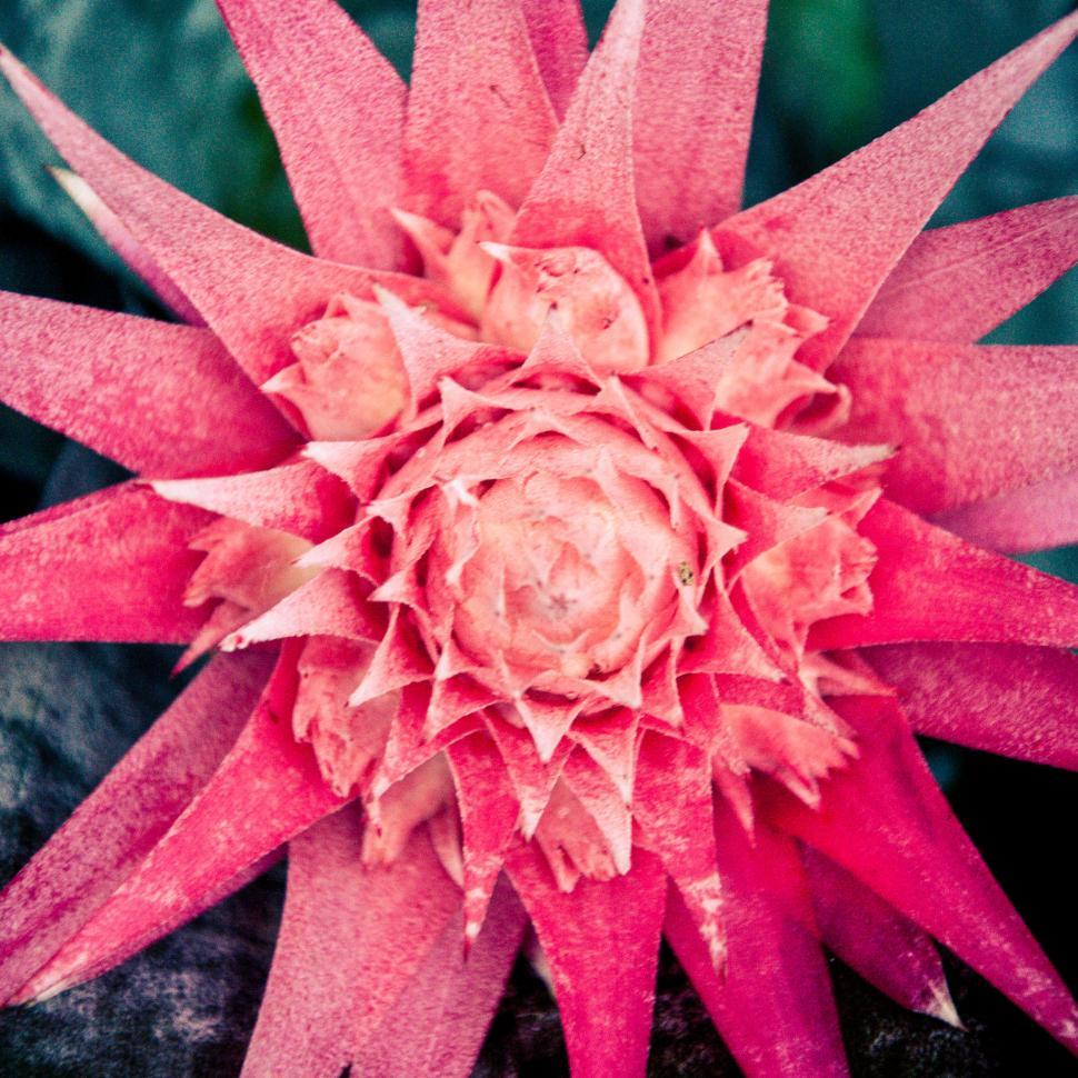 Free Image of Close up of pink flower with sharp thorn 