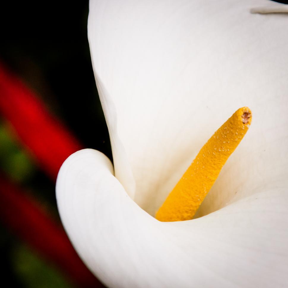 Free Image of White lily flower 