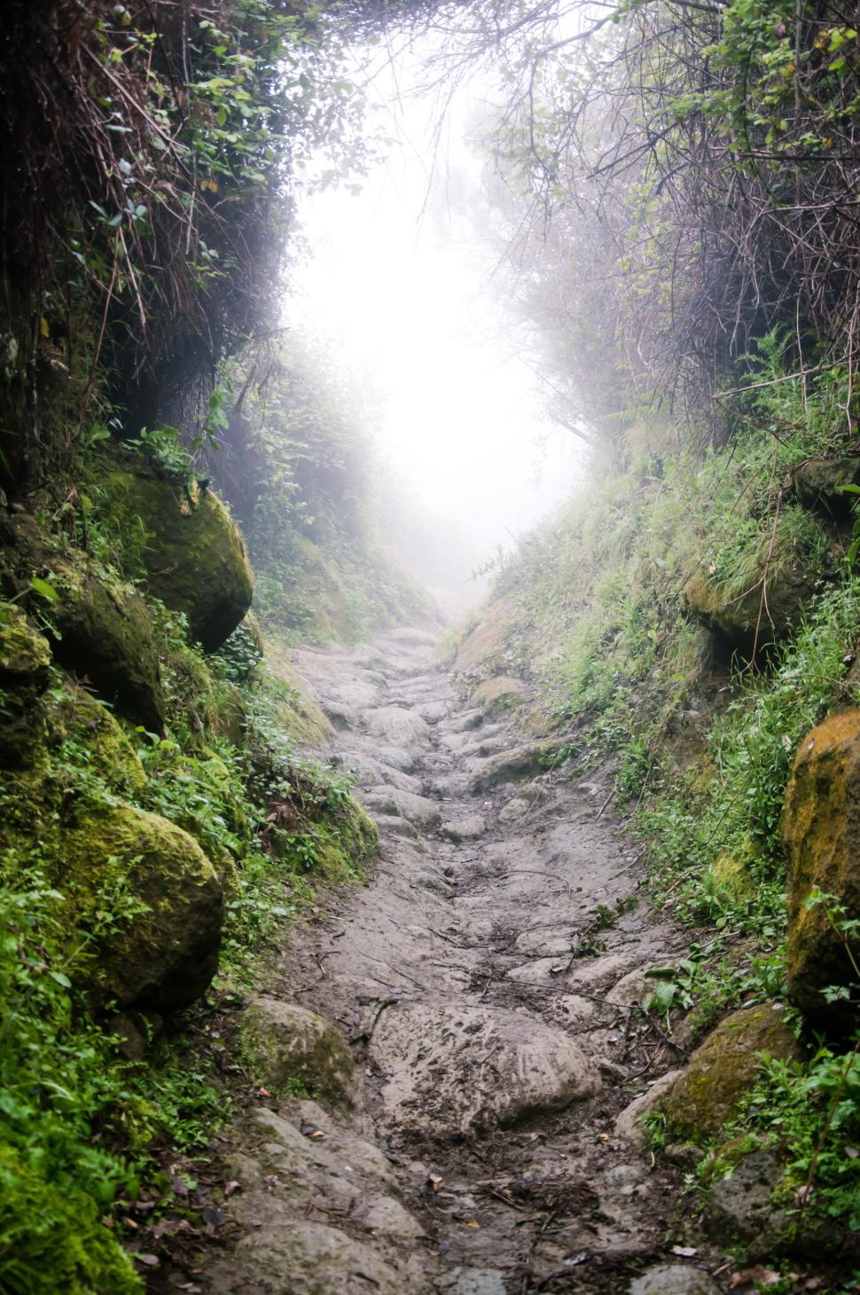 Free Image of misty path through mounting trail 