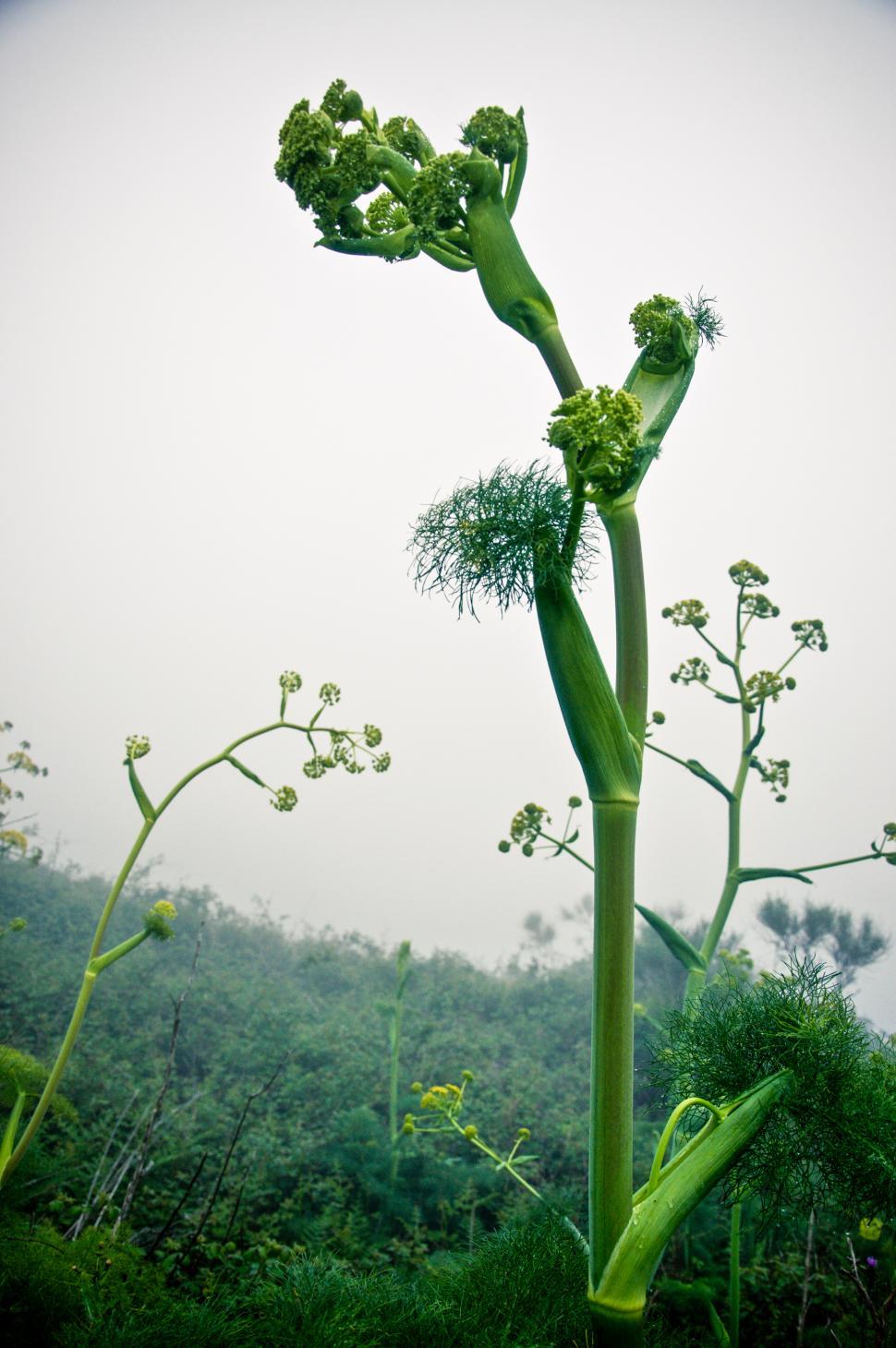 Free Image of Plants in the mist 