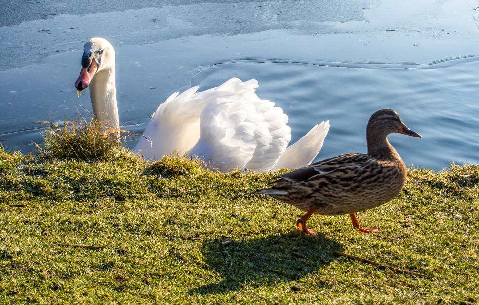 Free Image of white swan and duck 