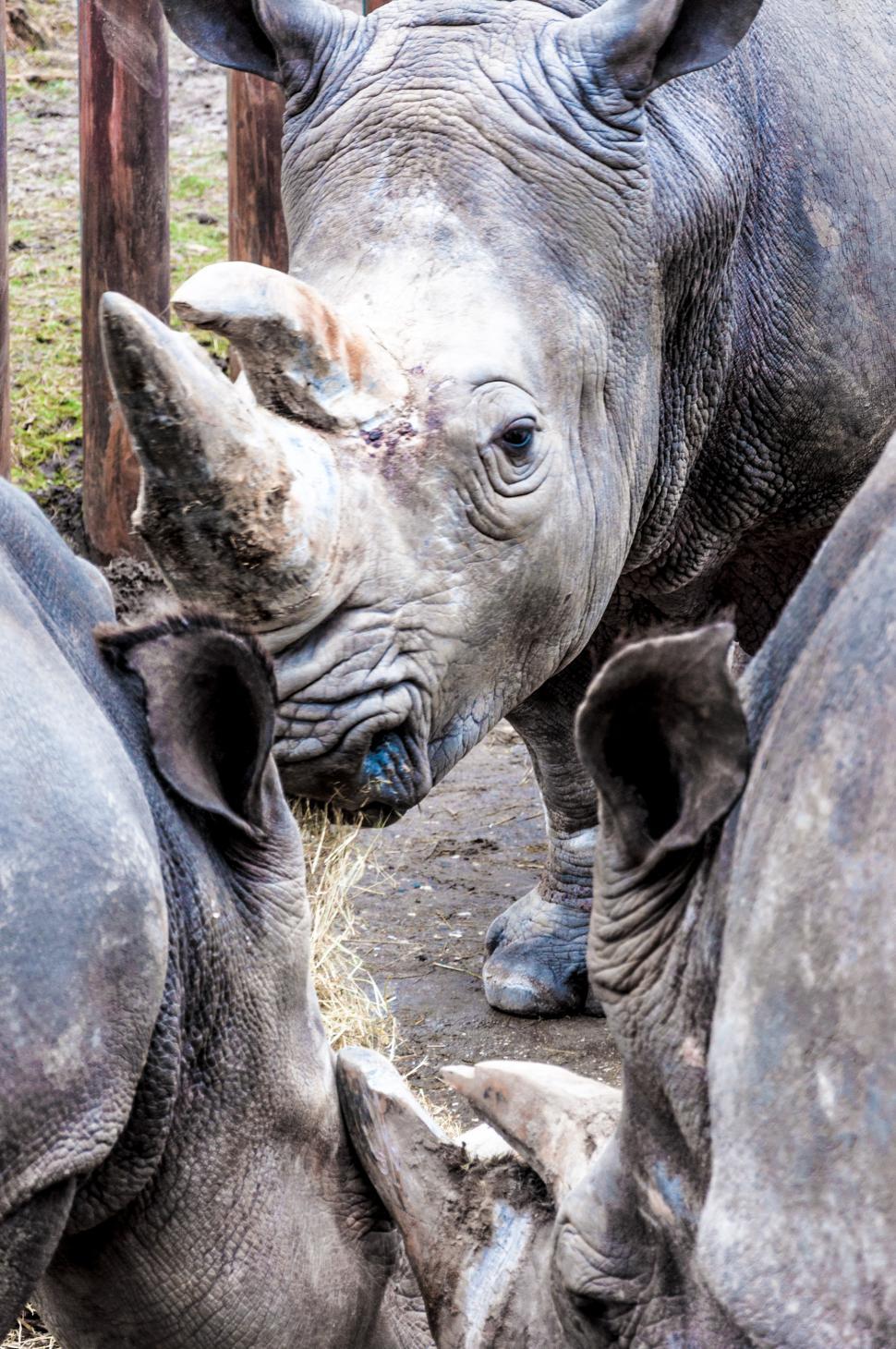 Free Image of Rhinoceros in a zoo 