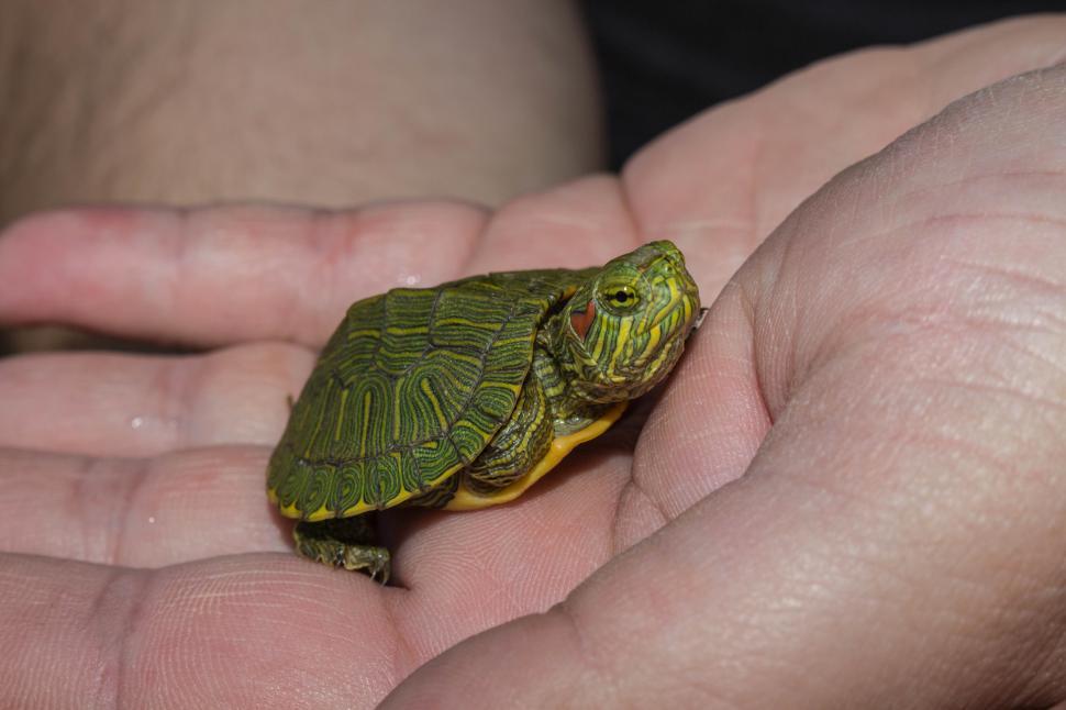 Free Image of Baby Red Ear Slider 