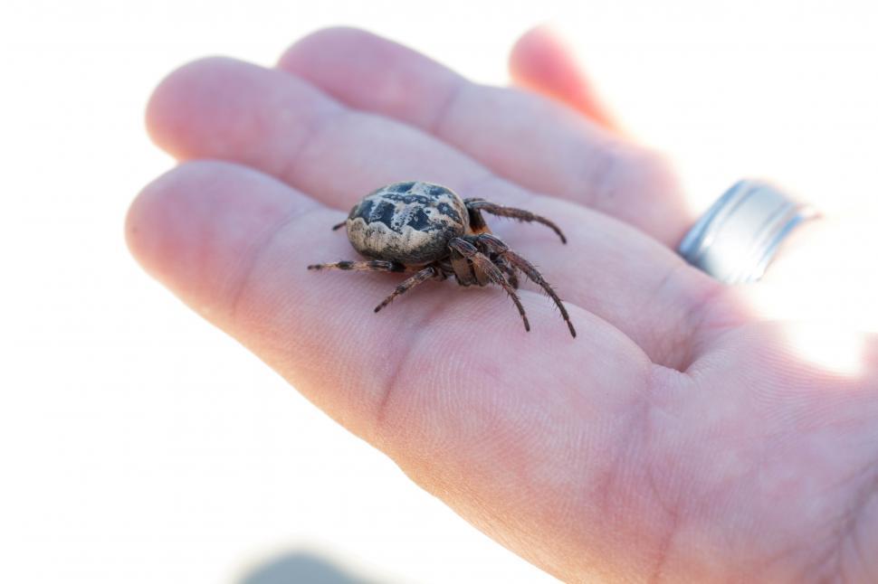 Free Image of Orbweaver spider 