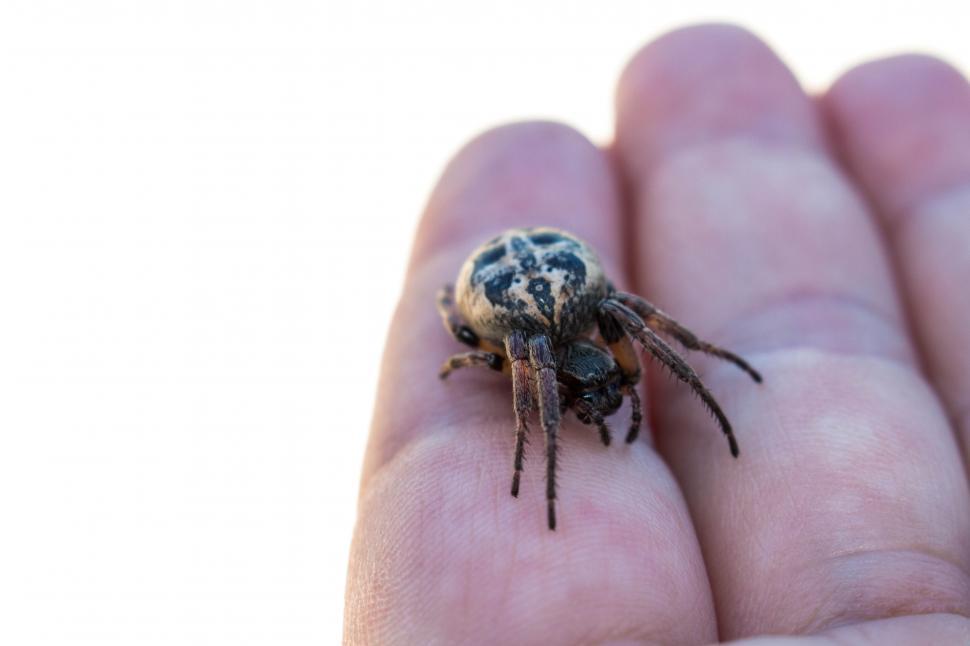 Free Image of Orbweaver spider 