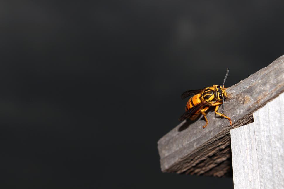 Free Image of Hornet 