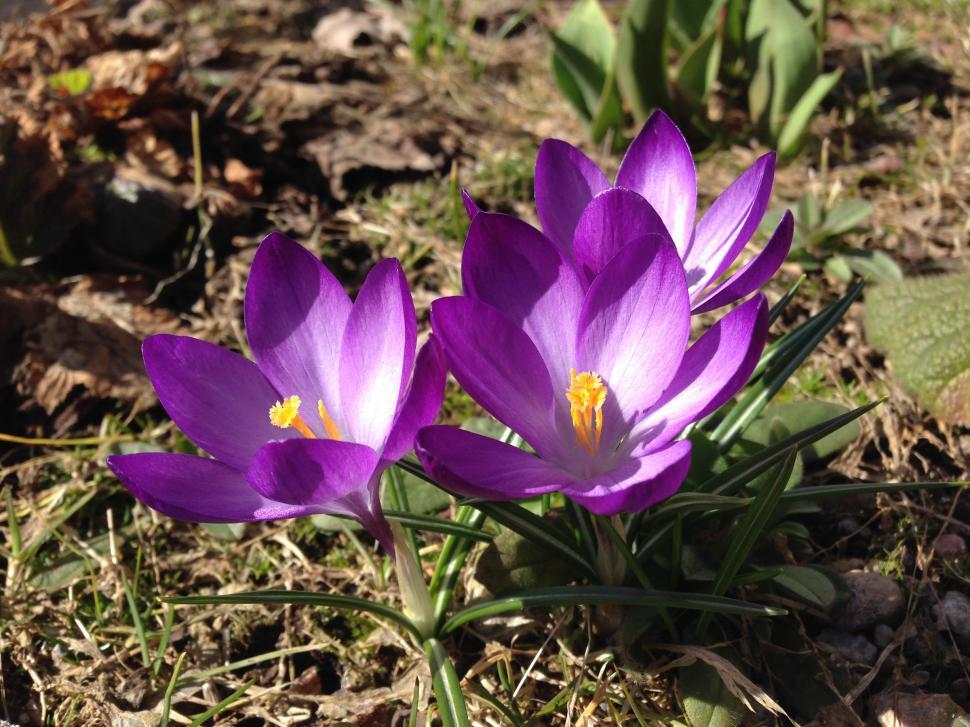 Free Image of Crocus flowers 
