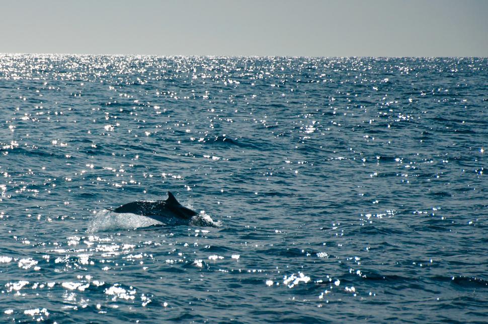 Free Image of Dolphin jumping in ocean 