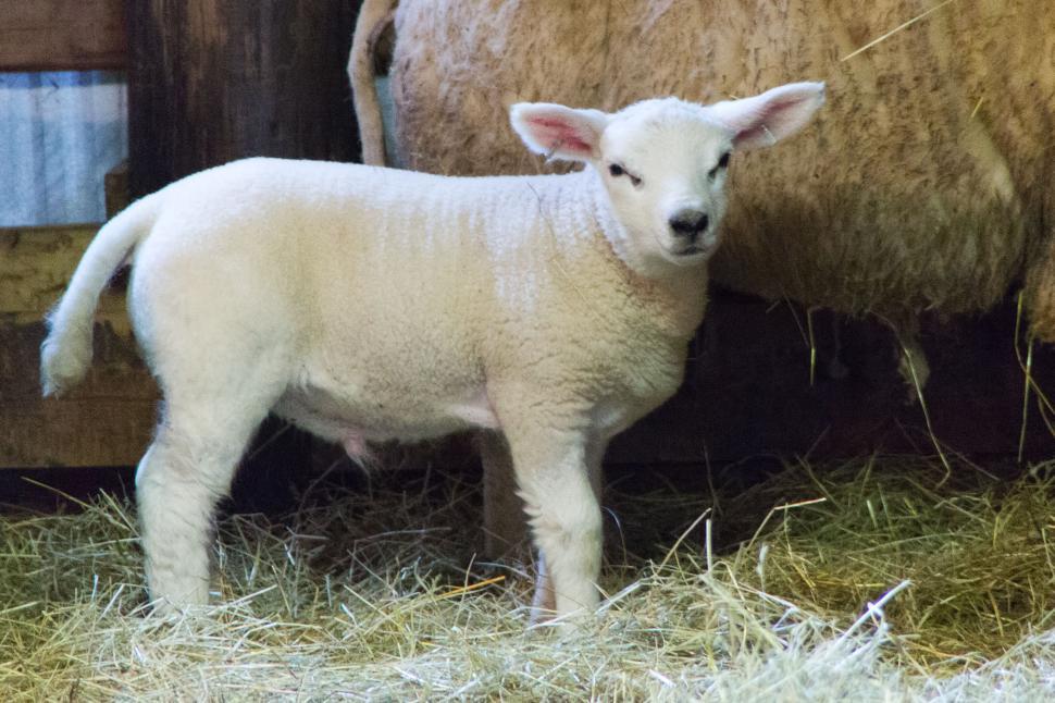 Free Image of Lamb 