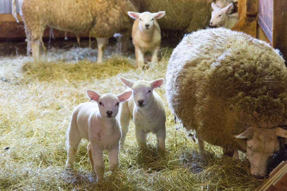 Free Image of Sheep 
