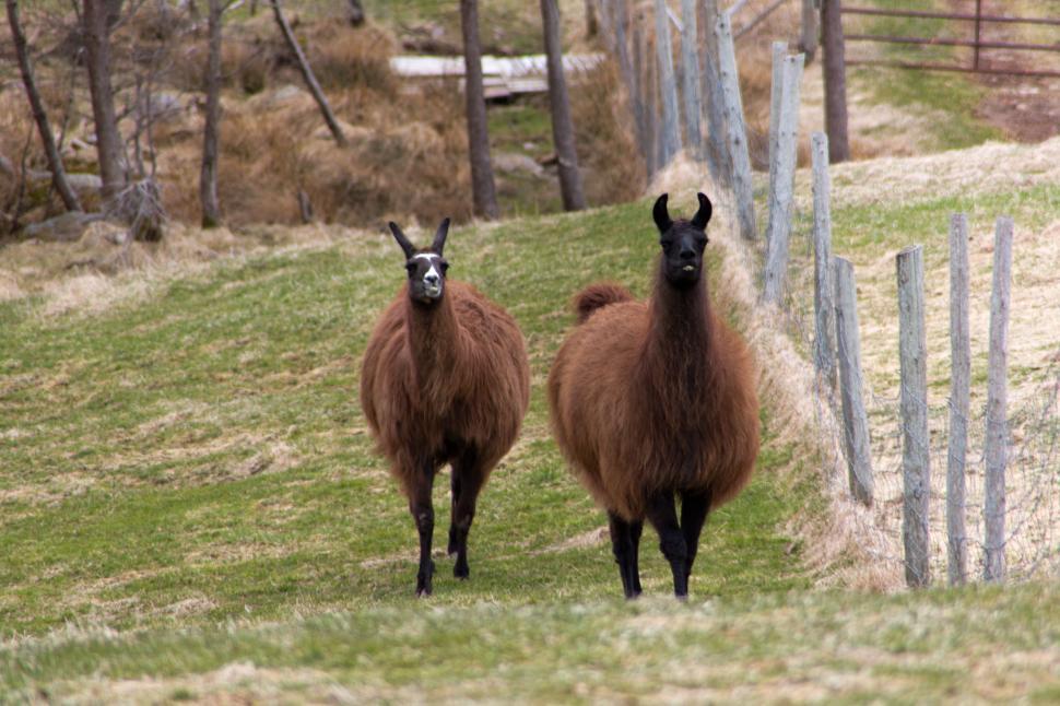 Free Image of Alpaca in field 