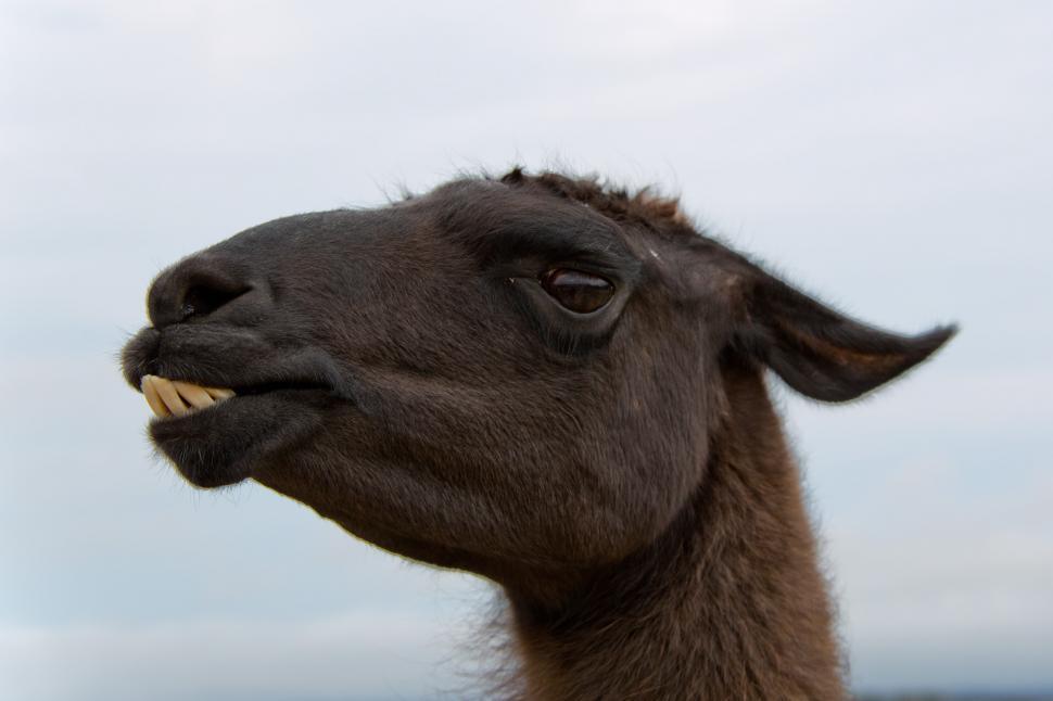 Free Image of Alpaca portrait 