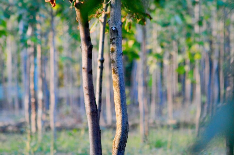 Free Image of Trees 