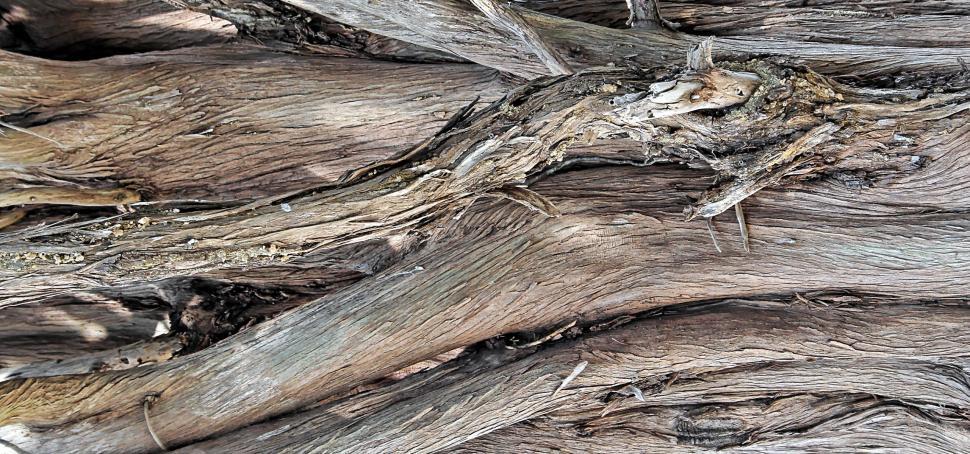 Free Image of Cypress 