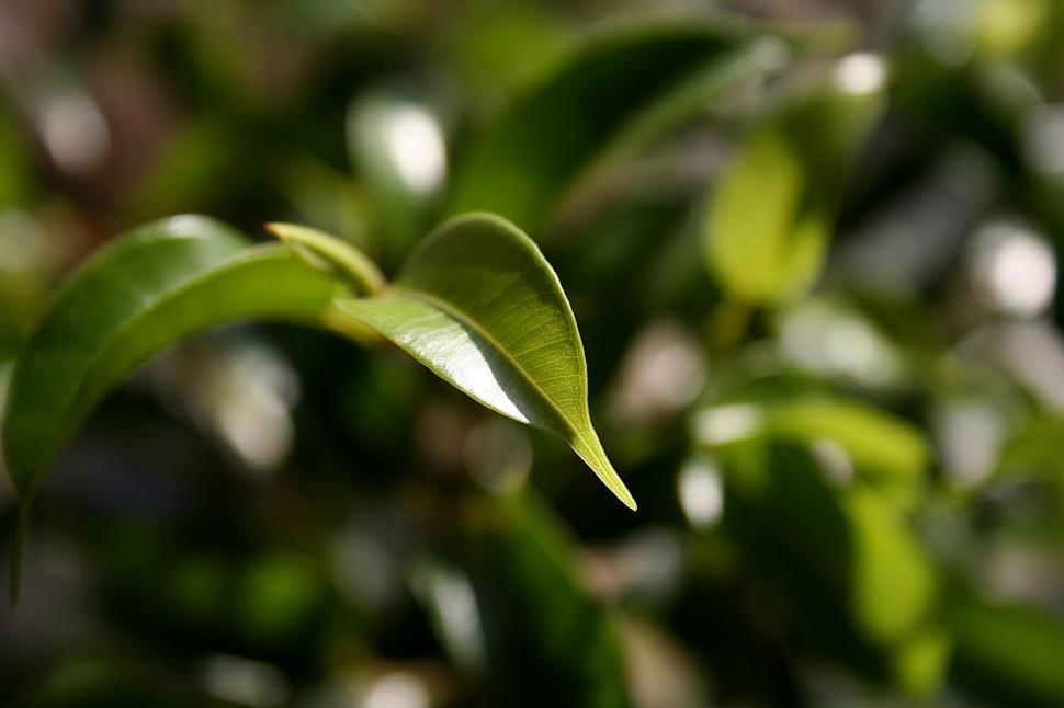 Free Image of The leaf 