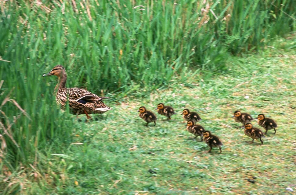Free Image of Duck Family 