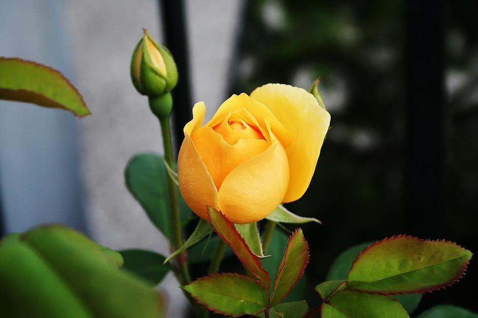 Free Image of Yellow rose 