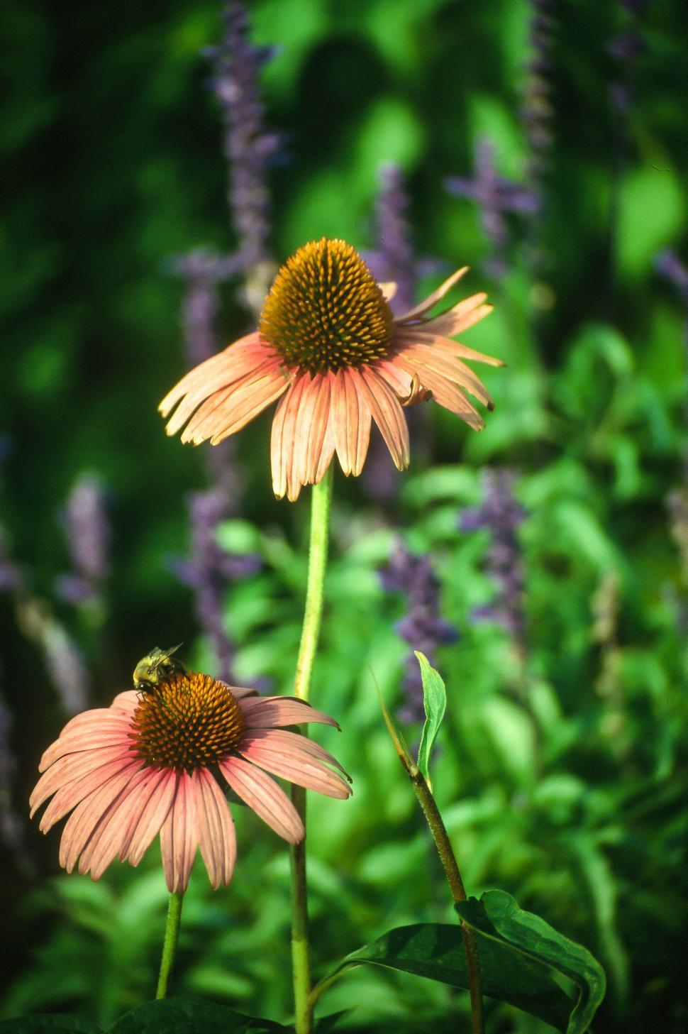 Free Image of Coneflower 
