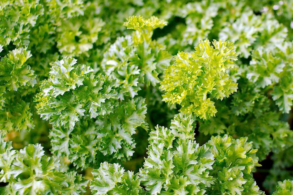 Free Image of Parsley 