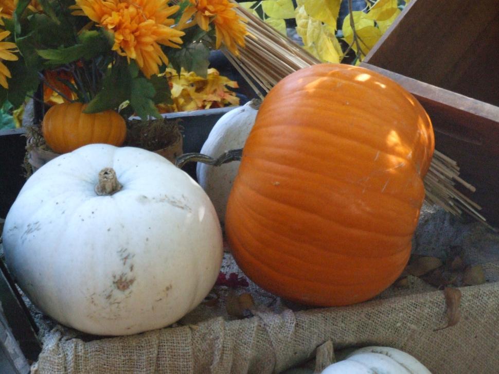 Free Image of Pumpkins 