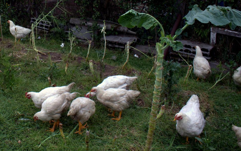 Free Image of Chicken 