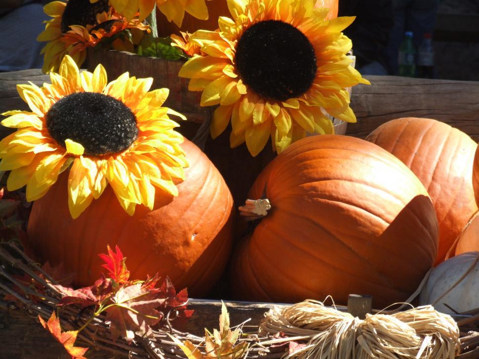 Free Image of Pumpkins 